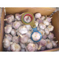 Bawang putih putih normal 5,5 cm dari jinxiang